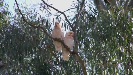Australien-Langschnabelige-Corella-Vögel-Im-Gummibaum