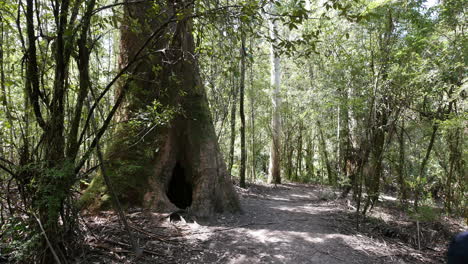 Australia-Otway-Np-Boy-And-Hollow-Tree