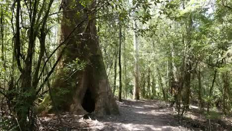 Australia-Otway-Np-Tree-And-Path