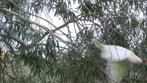 Australia-Sulphur-Crested-Cockatoo-In-Tree-Flies-Slow