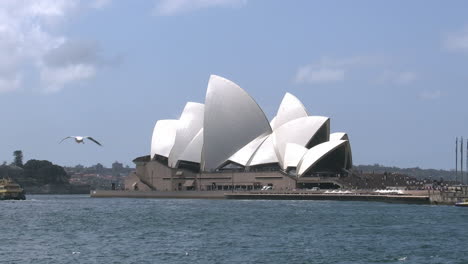 Australia-Sydney-Opera-House-And-Many-Sea-Gulls-With-Ferry-Pan