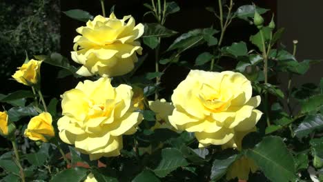 Rosas-Amarillas-De-Australia