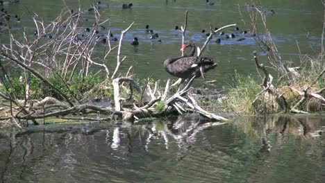 Australia-Black-Swan-On--Driftwood-Island-In-Lake