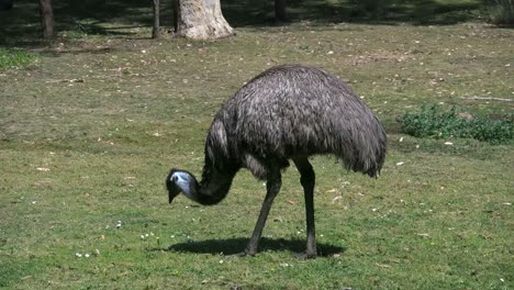 Australien-Emu-Isst-Gras