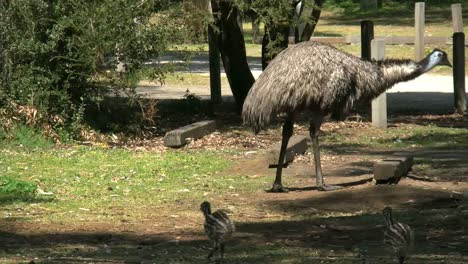 Australia-Emu-Con-Chicas-Siguiendo