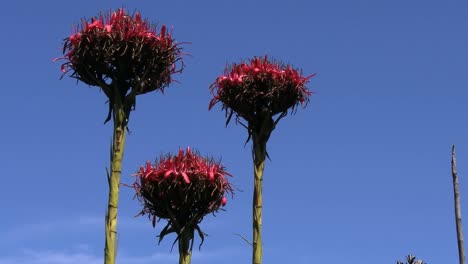 Australia-Flame-Lily-Or-Gymea-Lily-On-Stalks-Against-Blue-Sky-Pan-And-Zoom