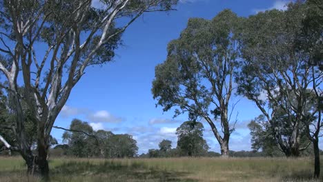 Australia-Gum-Tree-Landscape