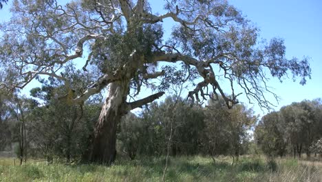 Australien-Straße-Mit-Altem-Gummibaum