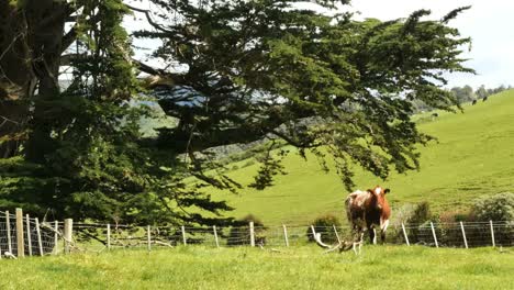 New-Zealand-Catlins-Brown-And-White-Cow