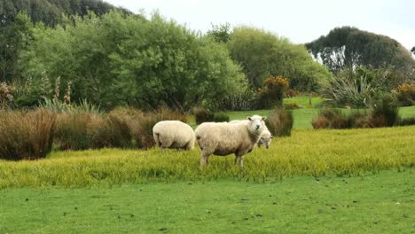 New-Zealand-Catlins-Sheep-Eating