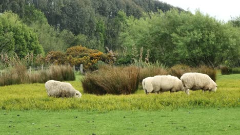 New-Zealand-Catlins-Sheep-Look-Around