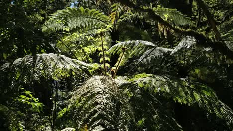 New-Zealand-Fiordland-Tree-Fern