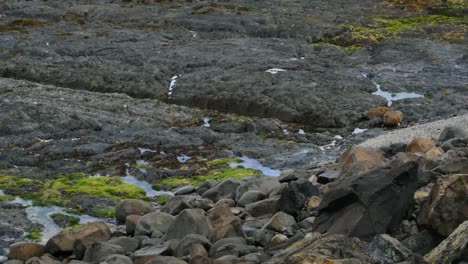 Nueva-Zelanda-Kaka-Point-Bird-And-Tidal-Rocks.mov