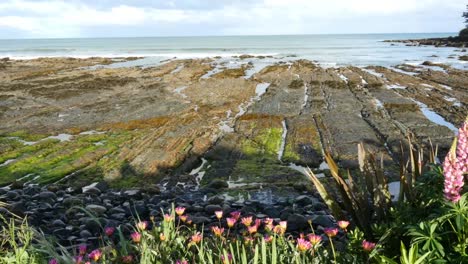 New-Zealand-Kaka-Point-Marine-Terrace.Mov