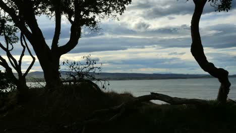 Neuseeland-Moeraki-Küste-Durch-Bäume