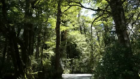 New-Zealand-Rainforest-With-Flying-Bugs-Fiordland