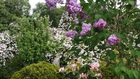 New-Zealand-Lilacs-And-Garden-Flowers