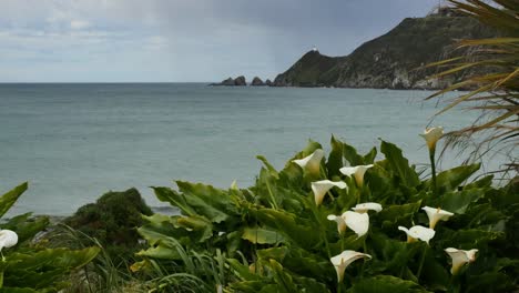 New-Zealand-Lilies-And-Nugget-Point-Lighthouse.Mov