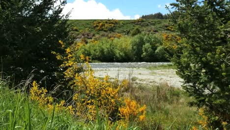 New-Zealand-Scotch-Broom-And-River