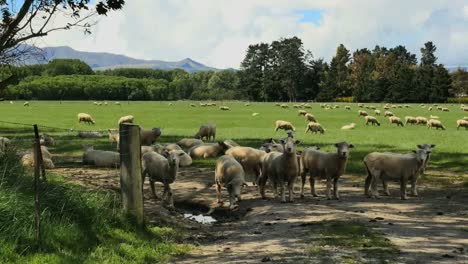 New-Zealand-Sheep-By-Fence