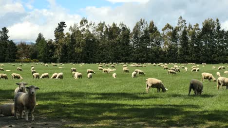 Nueva-Zelanda-Ovejas-Comiendo-Hierba