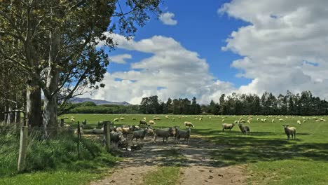 New-Zealand-Sheep