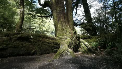 Parque-Nacional-De-Nueva-Zelanda-Raíces-De-árboles-Fiordland