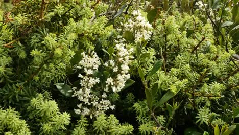 New-Zealand-White-Flowers-On-Shurb.Mov