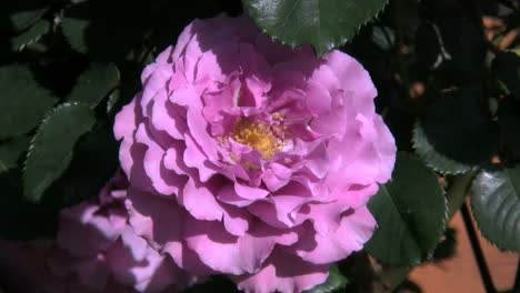Pink-Rose-Shaking-In-Wind