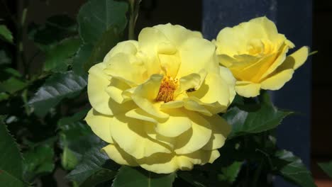 Yellow-Rose-With-Bee-And-Fly