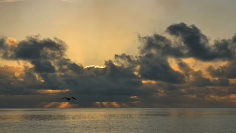 Aitutaki-Bird-Flies-Across-Sunset-Rays