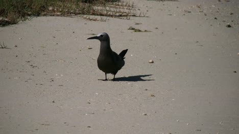 Aitutaki-Bird-Standing-On-Sand-Flies-Away