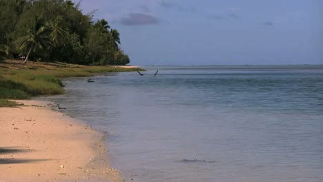 Aitutaki-Birds-Flying-Over-Lagoon