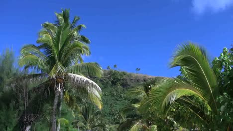 Aitutaki-Cliffs-Beyond-Palm-Trees