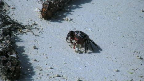 Aitutaki-Crab-On-Sand-Uses-Claws-To-Eat