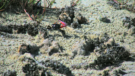 Aitutaki-Crabs-Interact