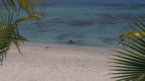 Garza-Oscura-Aitutaki-Alejar