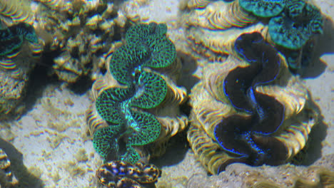 Aitutaki-Riesige-Blaue-Und-Grüne-Riesenmuscheln-Unter-Wasser