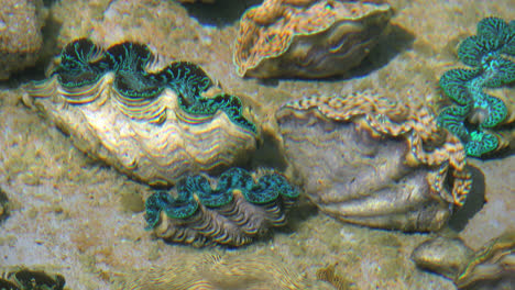 Aitutaki-Riesige-Blaugrüne-Riesenmuscheln-Unter-Wasser