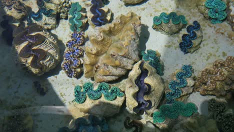 Aitutaki-Giant-Clam-Hatchery