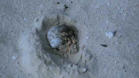 Aitutaki-Hermit-Crab-Digs-In-Sand