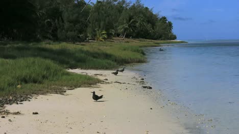 Aitutaki-Morgens-Zoomt-Zu-Vögeln-Steht-Am-Strand