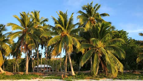 Aitutaki-Palmenhain-Und-Haus