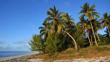 Aitutaki-Palm-Grove-By-Lagoon-And-Beach