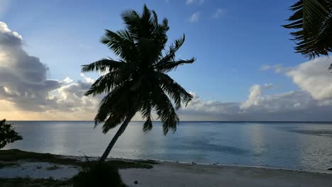 Aitutaki-Palme-In-Brise-Und-Lagune