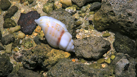 Aitutaki-Hübsche-Weiße-Muschel,-Die-Zwischen-Dunklen-Felsen-Liegt