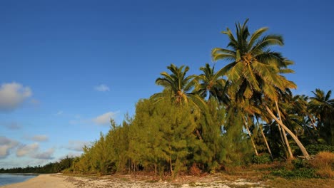 Aitutaki-Uferkiefern-Und-Schiefe-Palmen-Mit-Blauem-Himmel