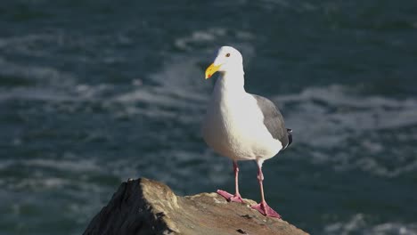California-Gerstle-Cove-Waves-And-Sea-Gull