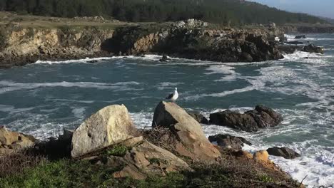 California-Gerstle-Cove-Zooms-To-Sea-Gull-At-Salt-Point