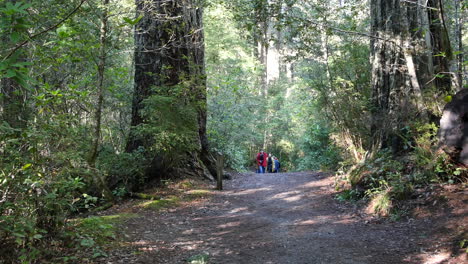 California-Redwood-National-Park-Lady-Bird-Johnson-Grove-Gruppen-Von-Menschen-Auf-Dem-Weg